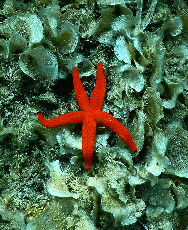 Red Seastars